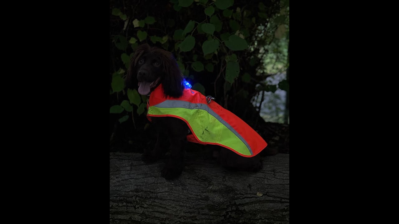 Track & Trail Canine Reviews | Ruffwear Lumenglow Hi-Vis Vest for Dogs