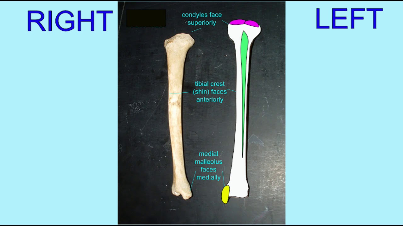homology of human leg bones to other mammals