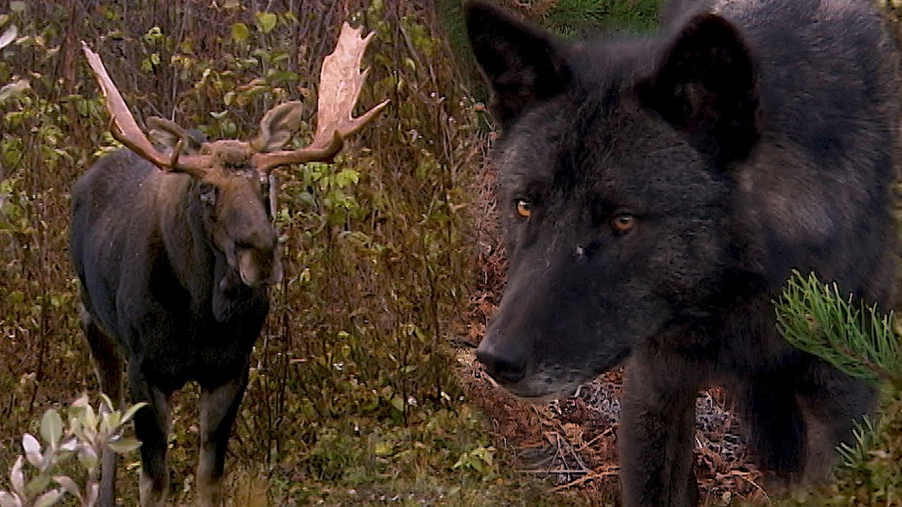 AU PAYS DU LOUP avec Gisèle Benoit, Épisode 4 – Un orignal appelé Brutus