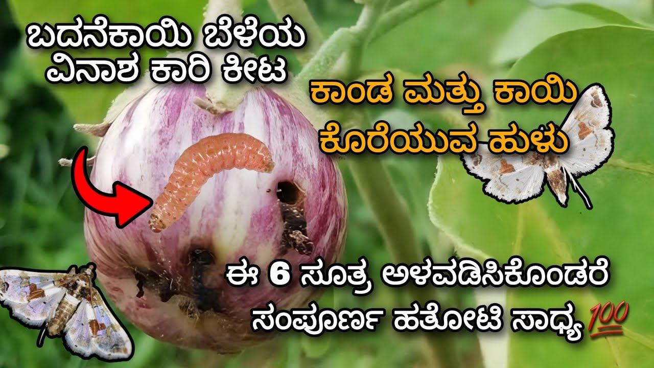How to control Brinjal shoot & fruit borer | 6 step solution and complete information