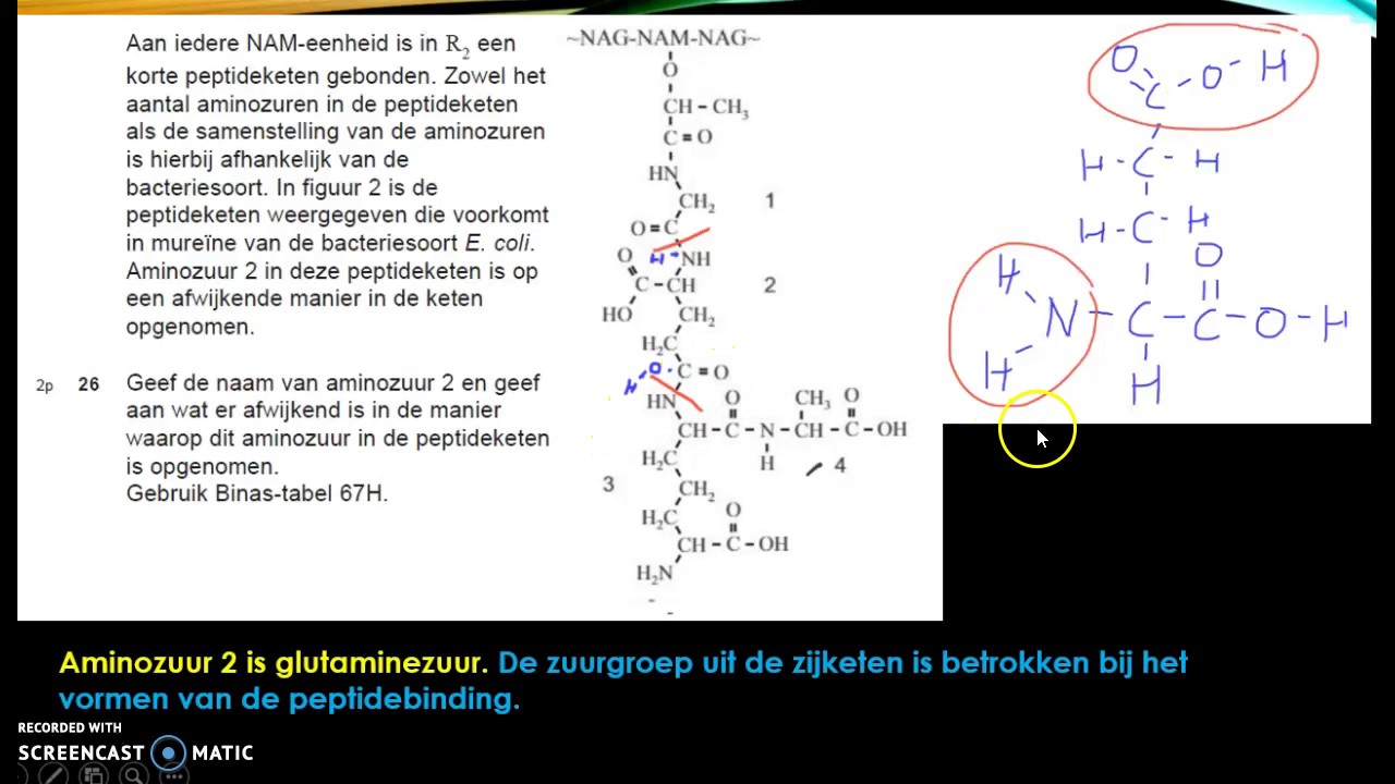 De bacteriele celwand herexamen scheikunde vwo 2017 25-28