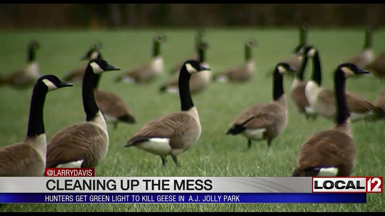 Cleaning up the mess: Hunters get green light to kill geese in local park