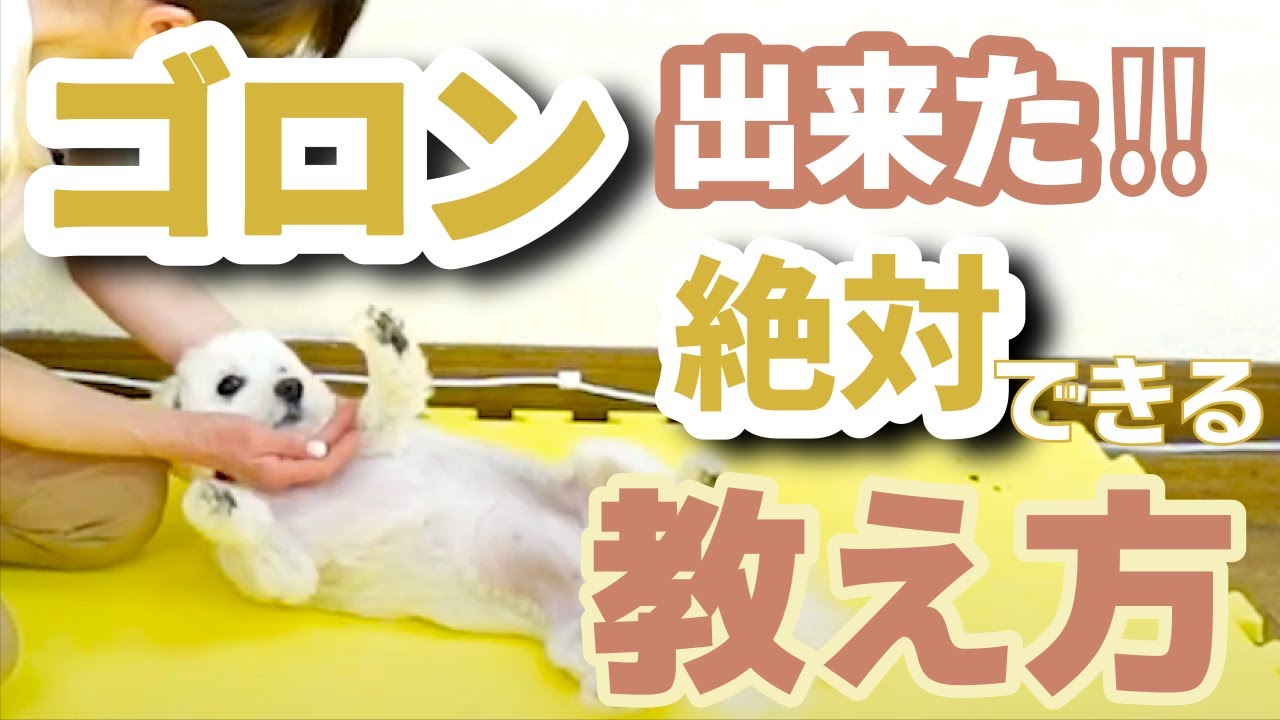 【マルチーズ×チワワ】絶対できるゴロンの教え方 マル秘テク大公開!! ほめほめドッグトレーナーが超絶詳しく解説しました!