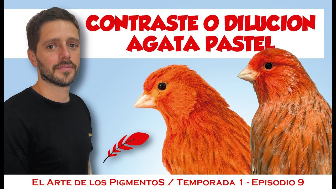 Canario Agata pastel, pigmentos, Estándar, Cruzamientos