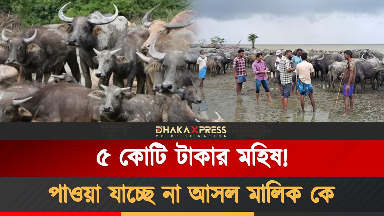 চরে পাওয়া ৫ কোটি টাকার মহিষ নিয়ে বিএনপির কোন্দল, প্রশাসনের তদন্ত |  Buffalo | BNP | Dhaka Xpress