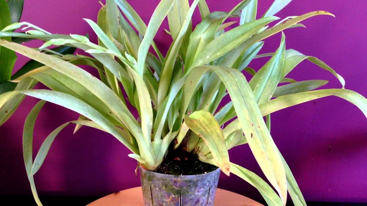 Orchid care. How to care for Miltoniopsis Orchids 