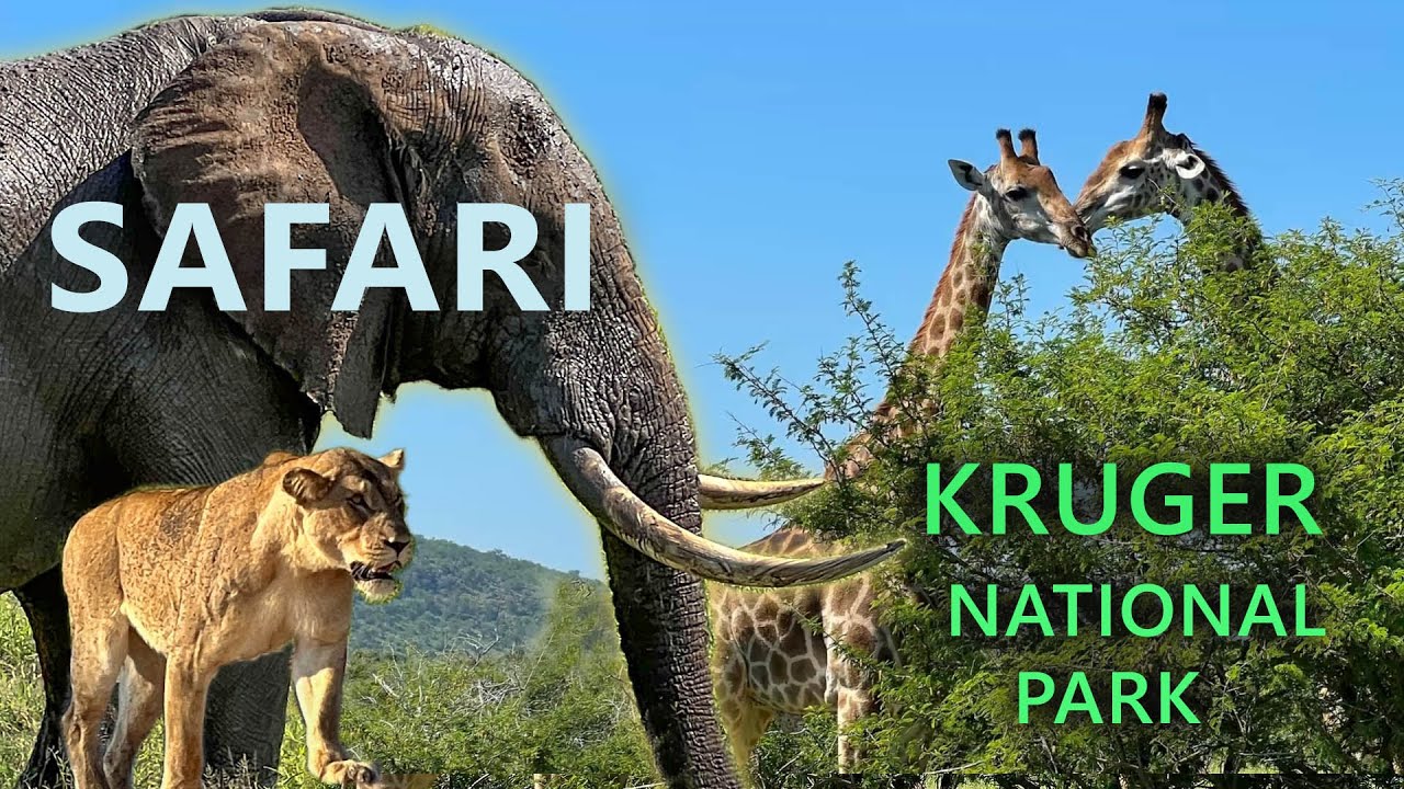 Epic Kruger National Park Safari 🐘🦒🐅🦛, South Africa Day 7 | Gate 1 Travel
