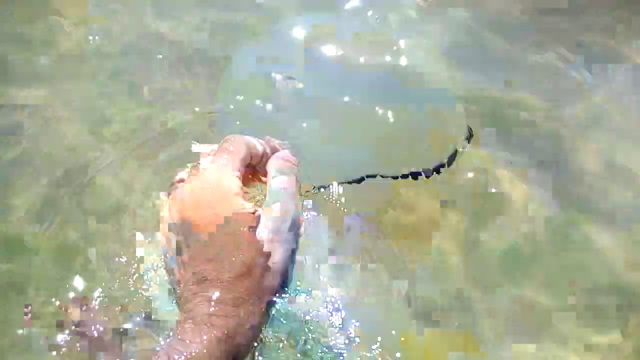 L' uomo che accarezzava le meduse. Medusa polmone di mare, Rhizostoma pulmo.