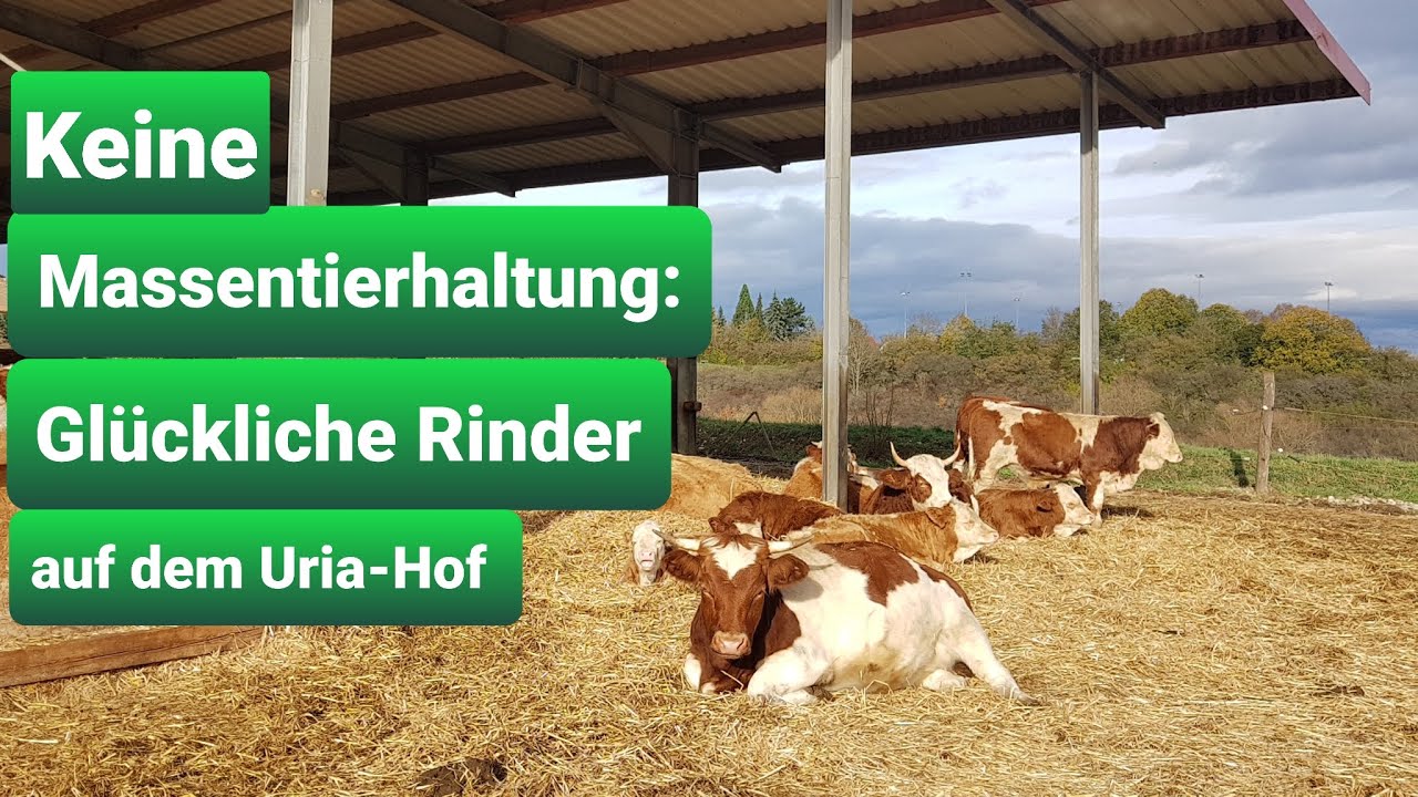 Die gl&uuml;cklichen Rinder vom Uria-Hof