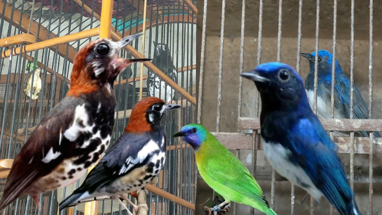 BURUNG BAHAN RAWATAN NYA. KO BISA RAJIN GINI MENTAL BAGUS 