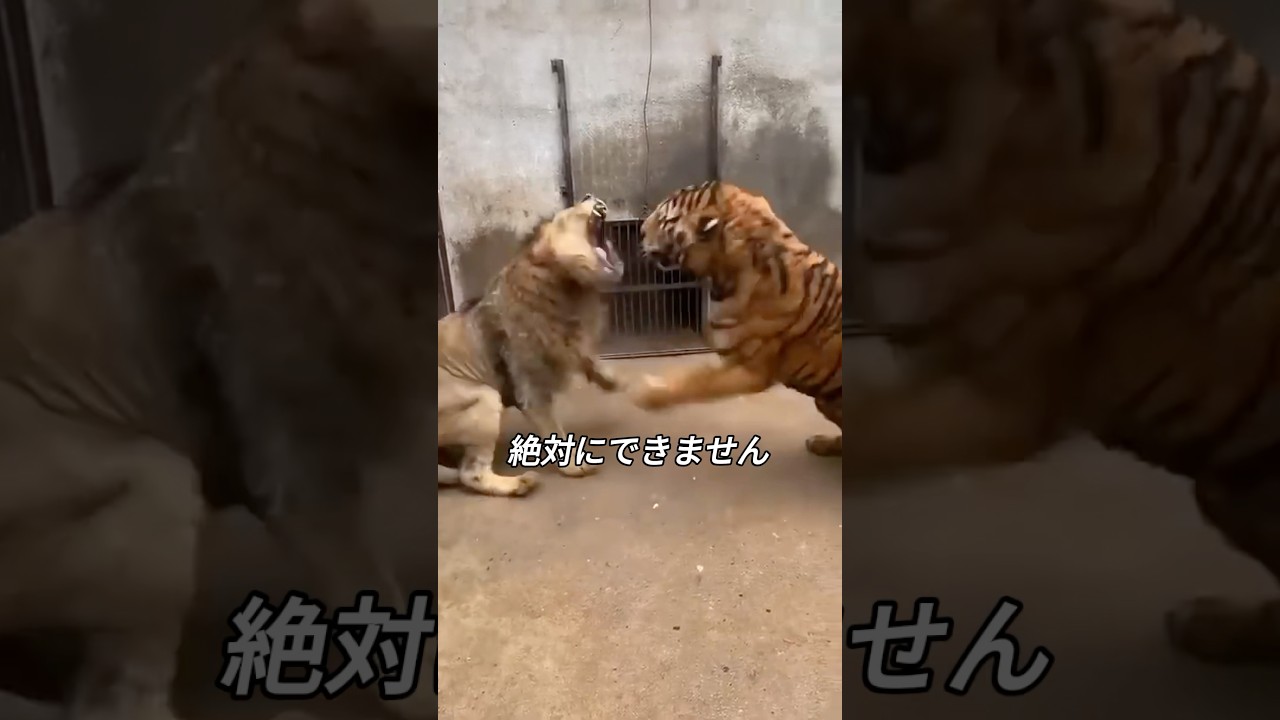 ライオンはトラに絶対に勝てません
