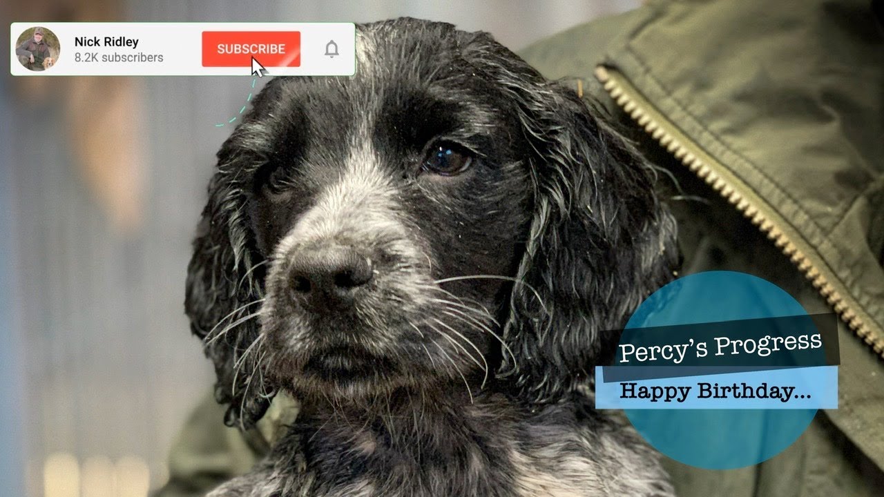 Gundog Training - Percy’s Progress - 12 months Old