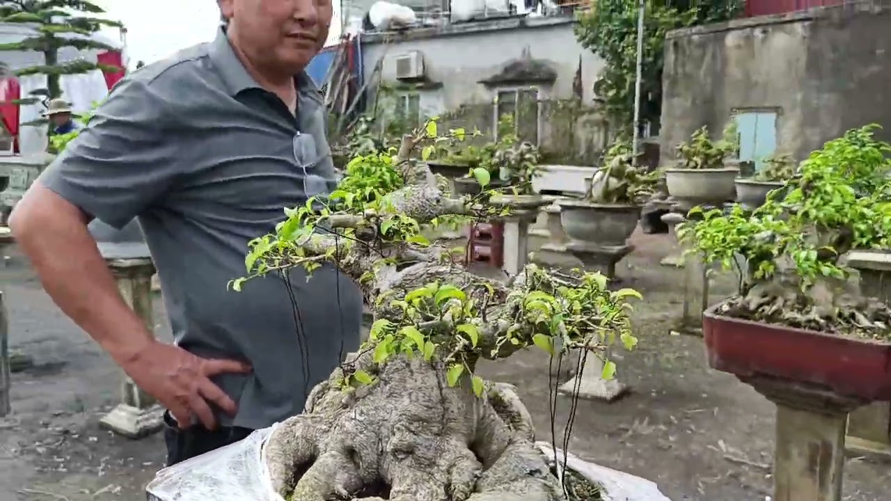 Hội Chợ Hoa Cây Cảnh Làng Vị Khê