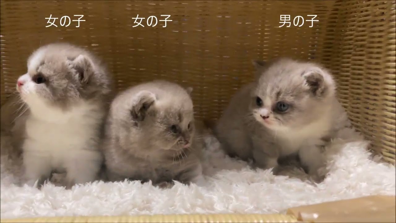 ブリティッシュショートヘア　４月２８日生まれ