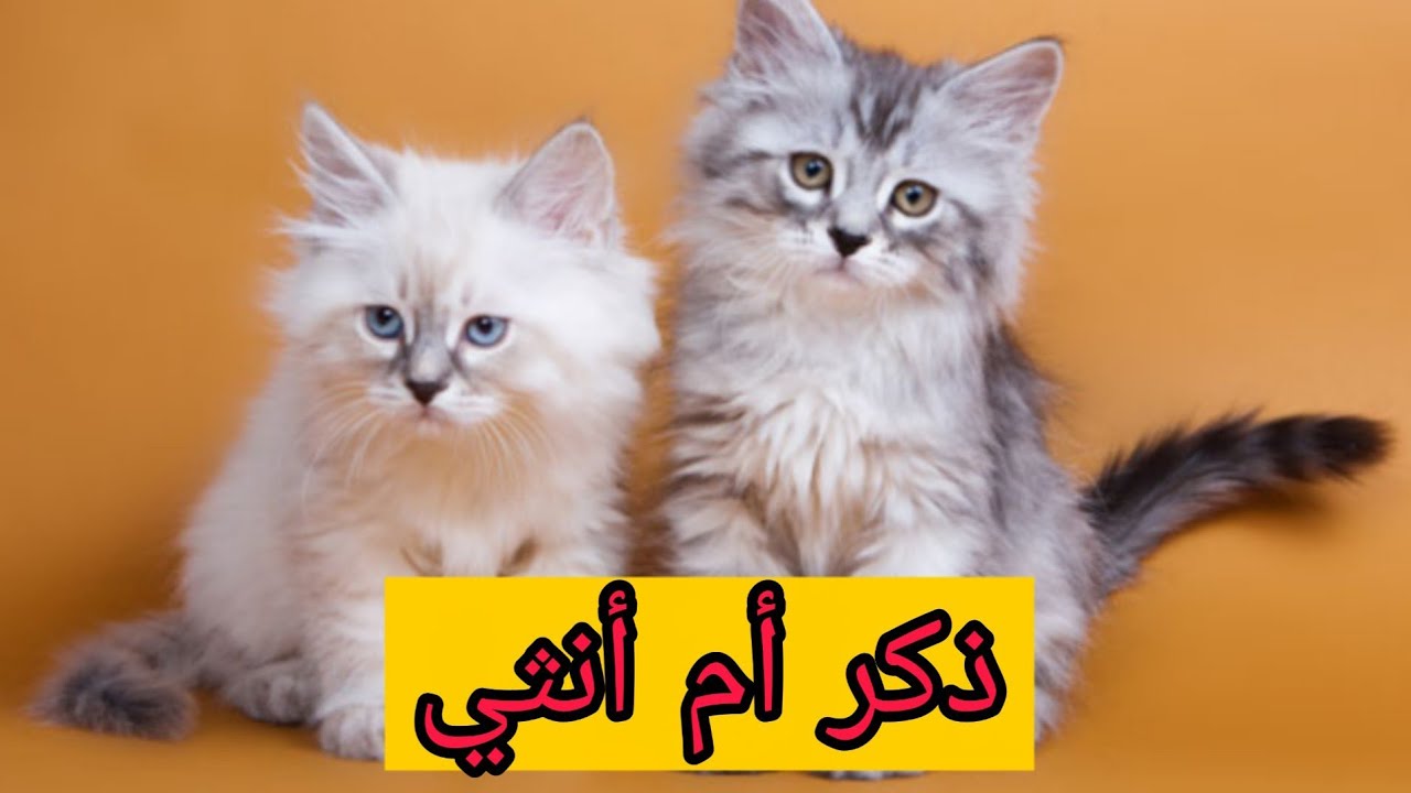 دورة تدريب القطط / الدرس العاشر / معرفة جنس القطة ذكر ام انثي