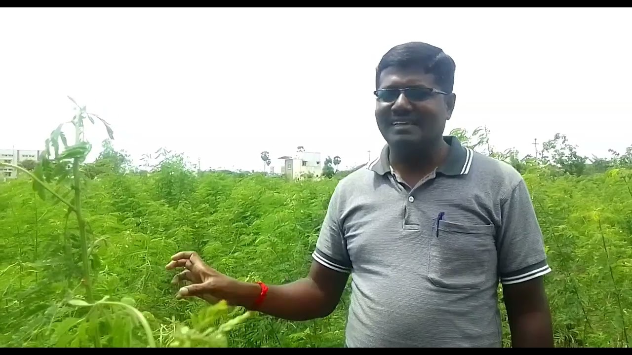 வேலிமசால்/Hedge Lucerne/Desmanthus virgatus#fodder@plantprotectionppvijay985