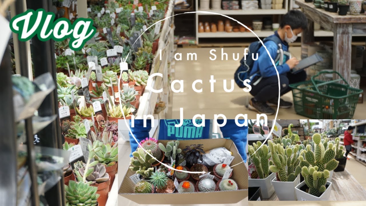 เมื่อลูกอยากเลี้ยงกระบองเพชร (แคคตัส) ญี่ปุ่น Cactus in Japan