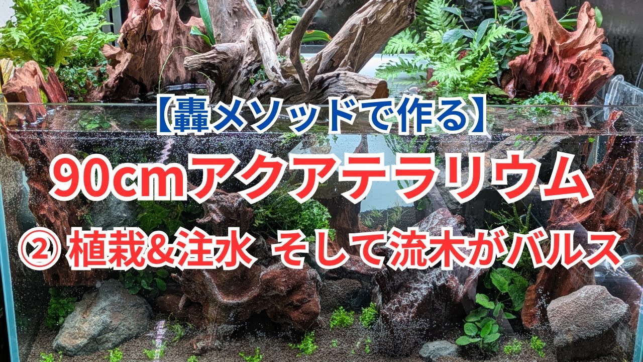 【轟メソッドで作る】90cmアクアテラリウム② 植栽して注水したら流木がバルスしました