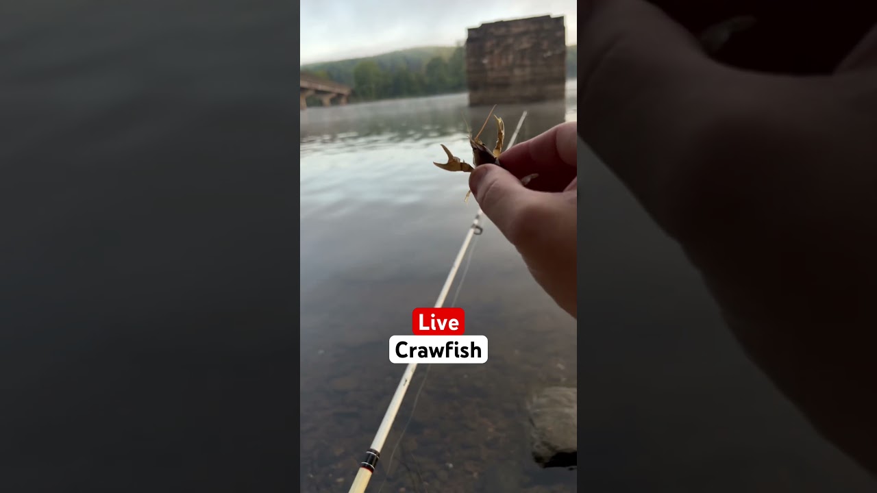 Live CRAWFISH for Bait #fishing #bassfishing #fishingbait