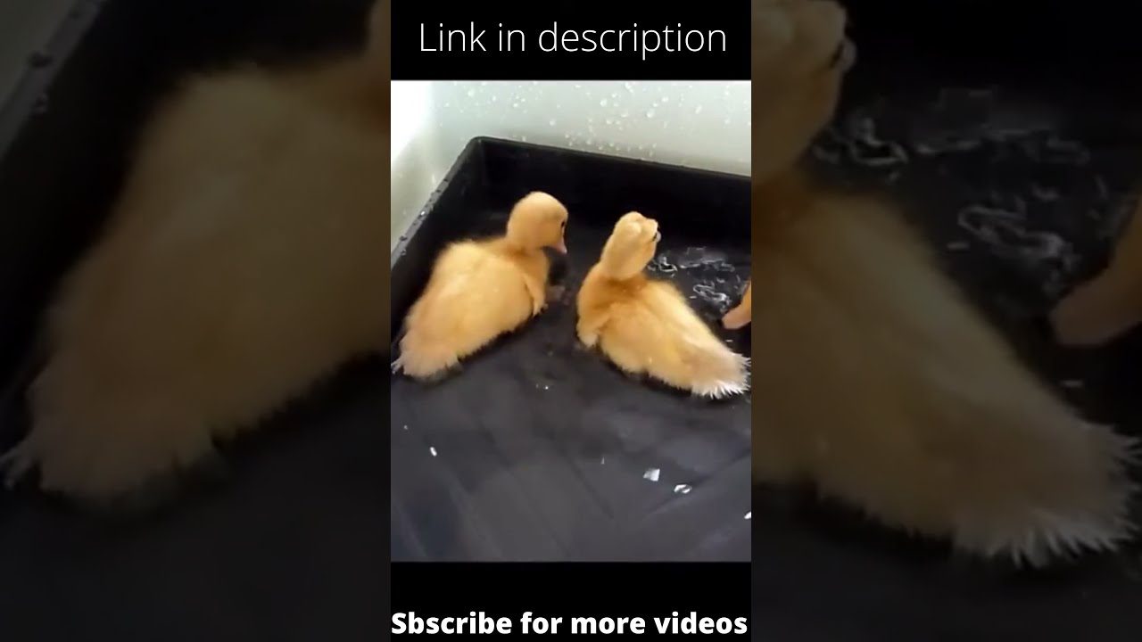 Ducklings first Bath |Baby Duck |  #Short
