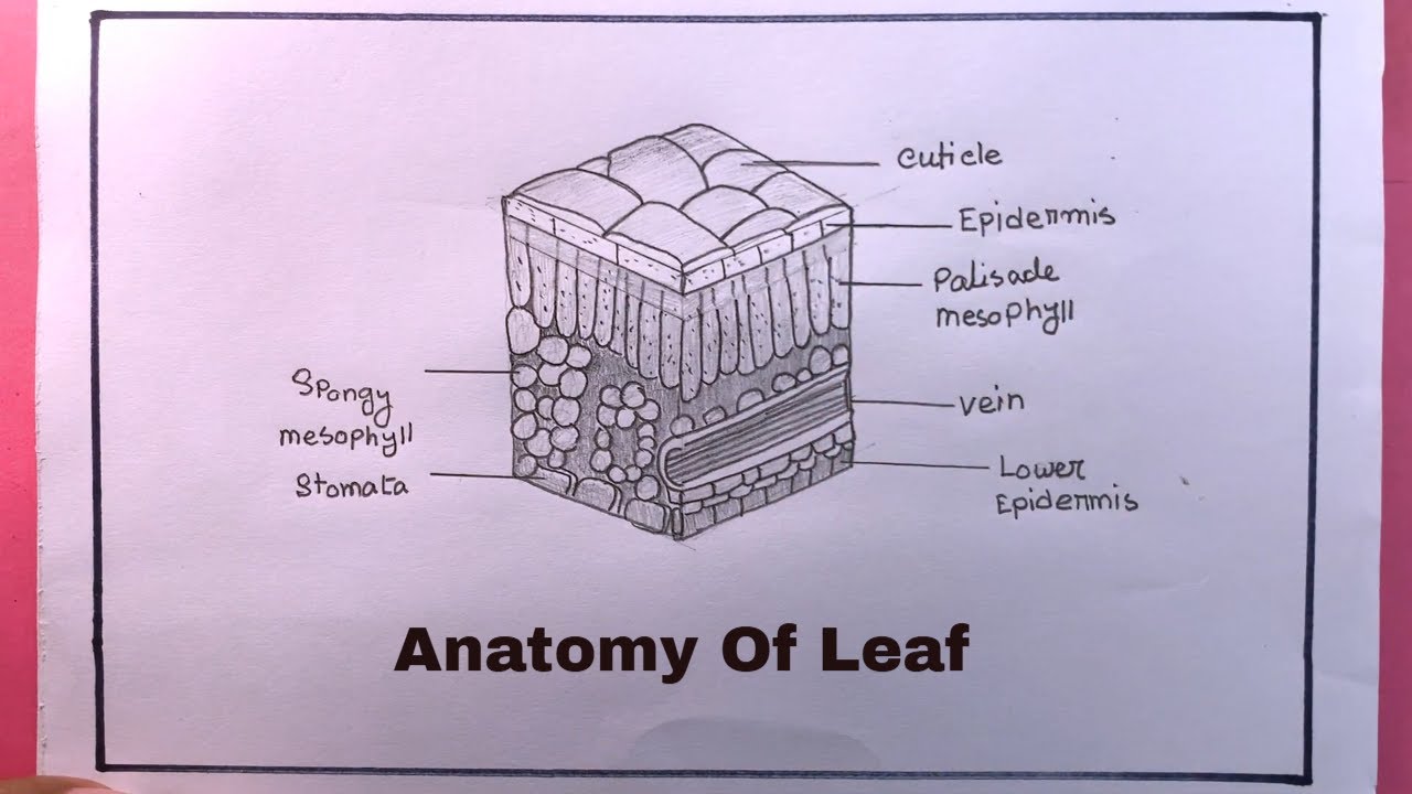 How To Draw Leaf Anatomy/Leaf Anatomy Diagram