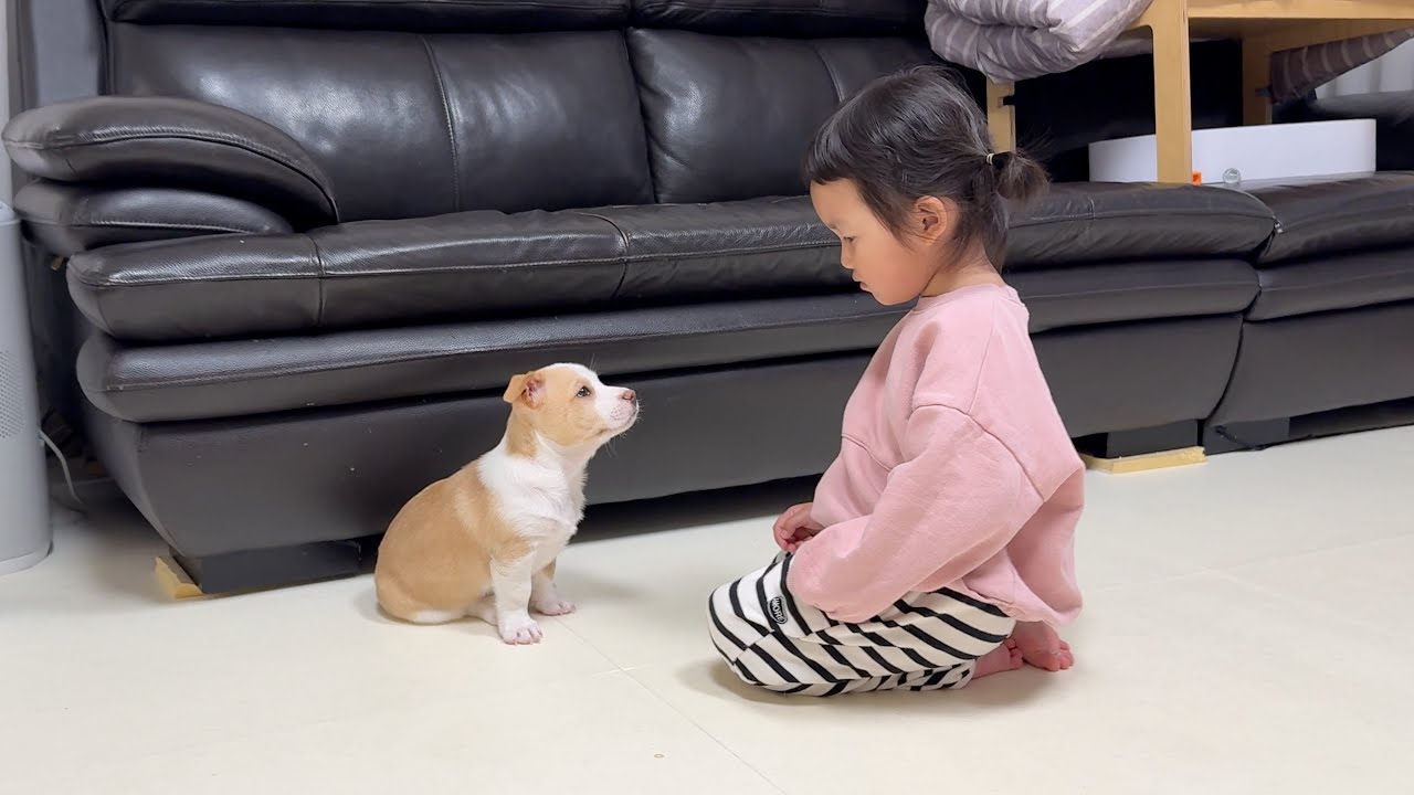 경상도 아기가 사투리로 새끼 강아지 훈육하면 생기는 일 ㅋㅋㅋ