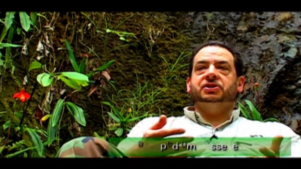 Phragmipedium in-situ Ecuador