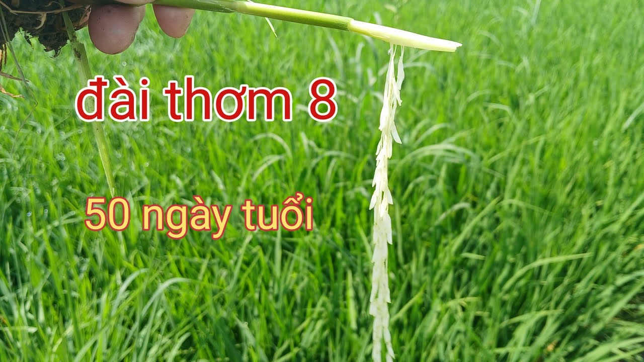 Đài thơm 8 - 50 ngày tuổi đòng dài trên 1cm