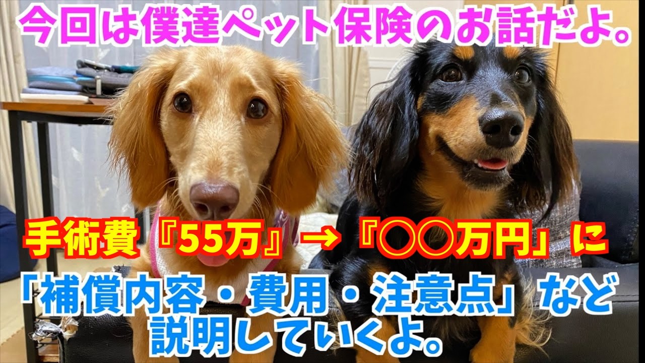 【🐕椎間板ヘルニアの医療費公開】うちの子が手術した時、保険でいくら戻った？ #ペット保険 #犬の手術 #犬の医療費#椎間板ヘルニア＃ipet保険