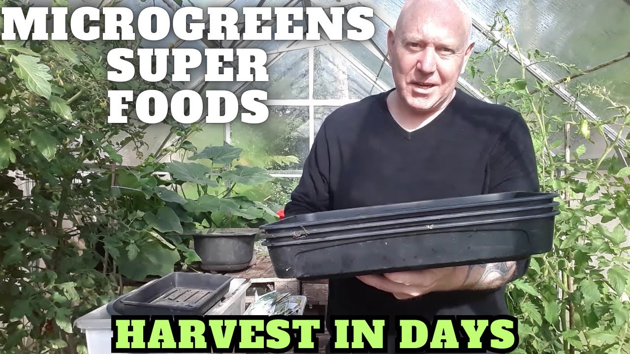 Grow Microgreens Super Foods [Gardening Allotment UK] [Grow Vegetables At Home ]