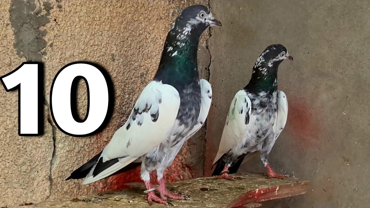 Kanto Wala Teddy Kabootar | Pure Teddy Pigeons
