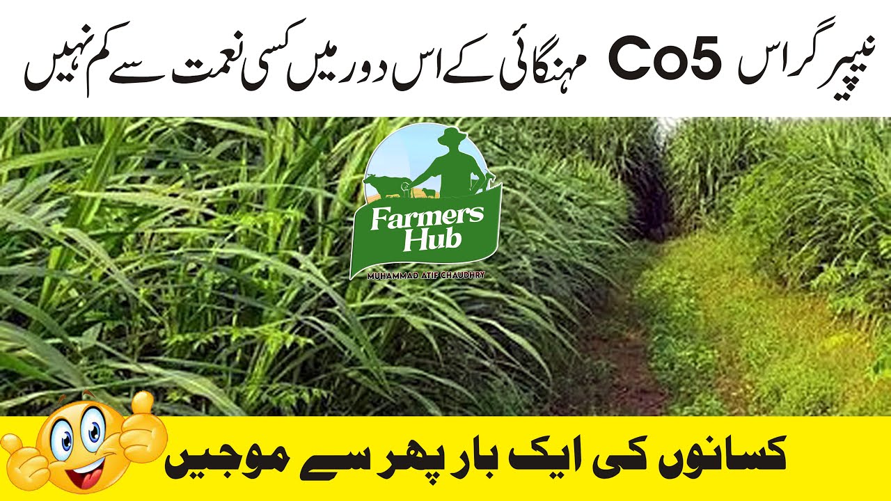 Napier grass | super Napier grass | farming in Pakistan | Farmer Hub