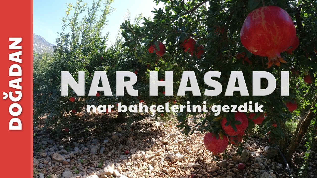 Nar Mevsimi | Antalya'da Dalından Nar Topladık