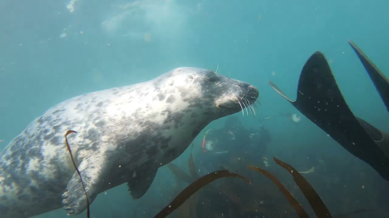 Lundy Island 2022 - Diving with Seals