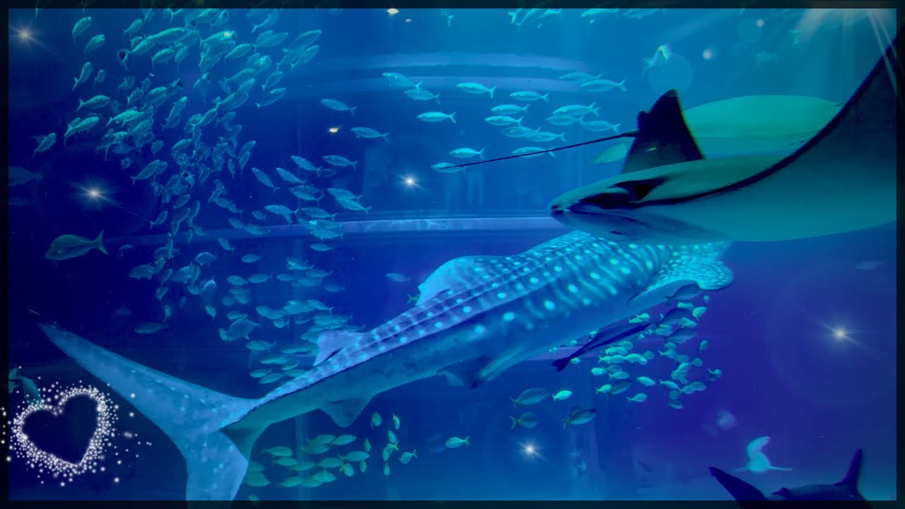 【海遊館の大水槽】ジンベエザメと過ごす静かな時間Whale Sharks in a Calm Ocean View