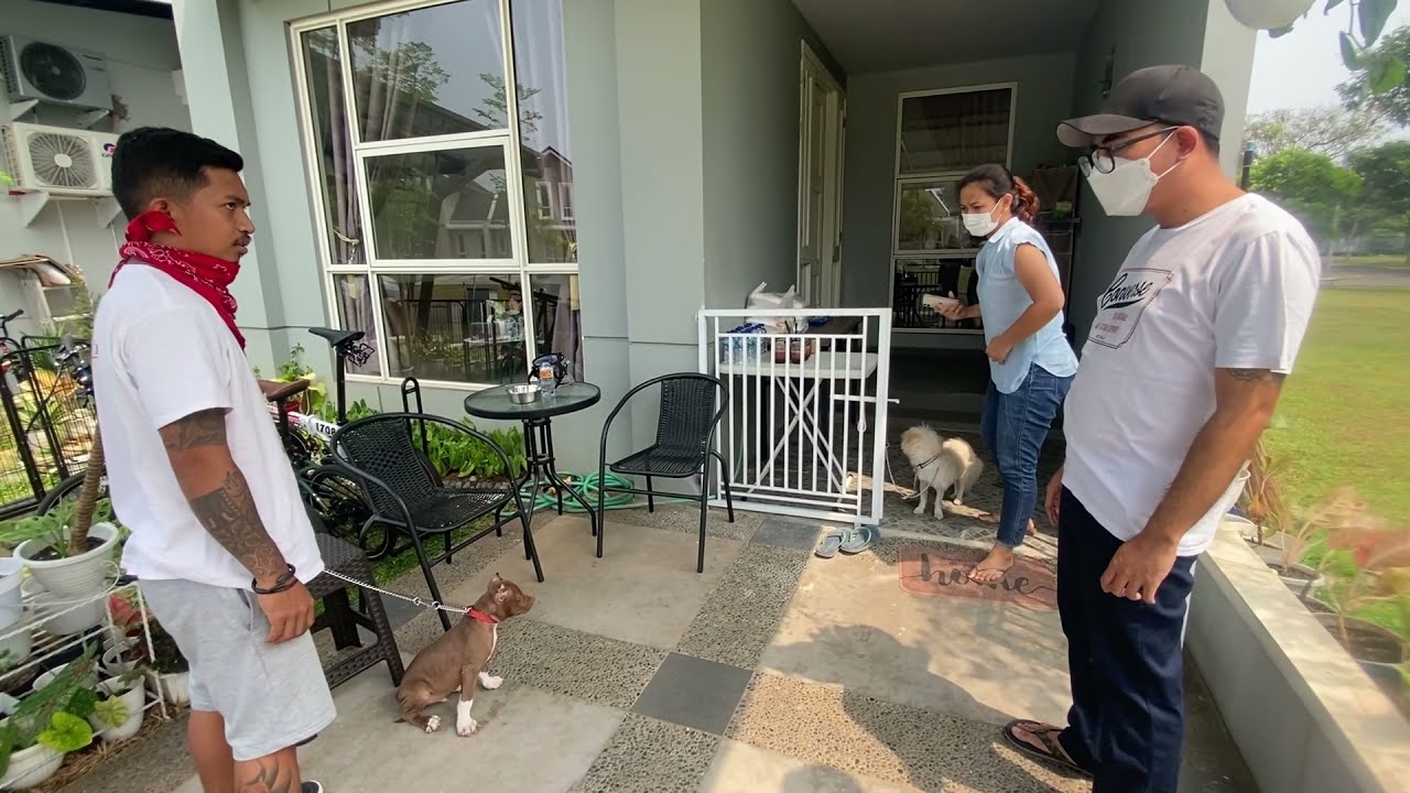 MEMBENTUK MENTAL ANJING PITBULL PENAKUT MENJADI ANJING PEMBERANI !!!