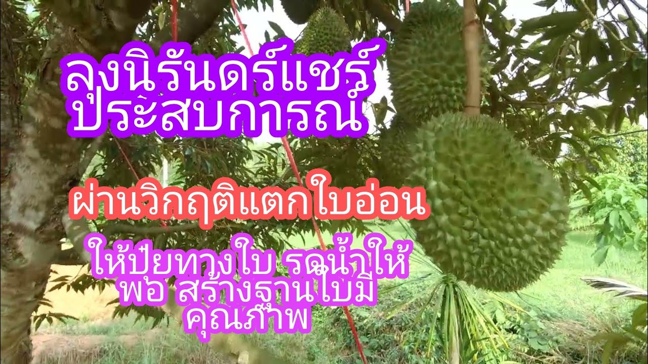NR-EP10 แนวทางลุงนิรันดร์  ในการคุมใบอ่อนระยะไข่ไก่ เติมปุ๋ยทางใบ และให้น้ำอย่างสม่ำเสมอ