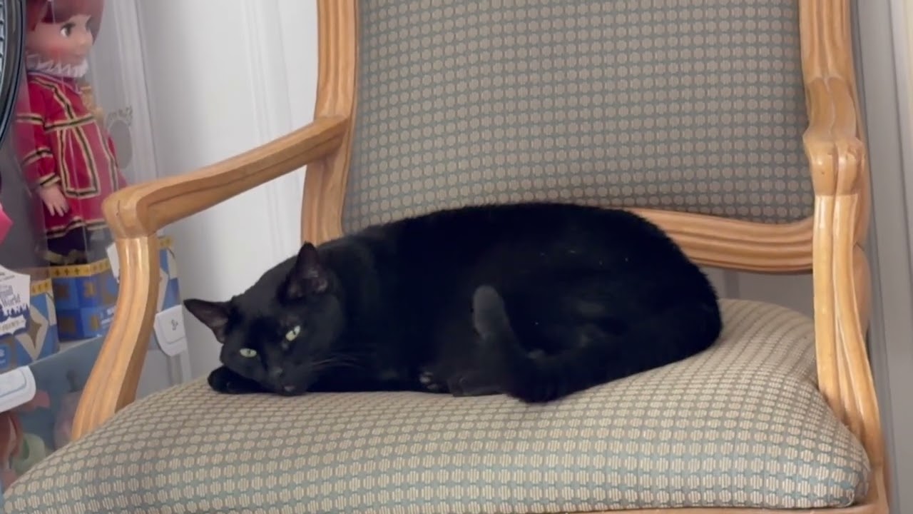 Cute Precious Piper Wants to Get the Job Done - My Adopted Shelter Cat Vlog