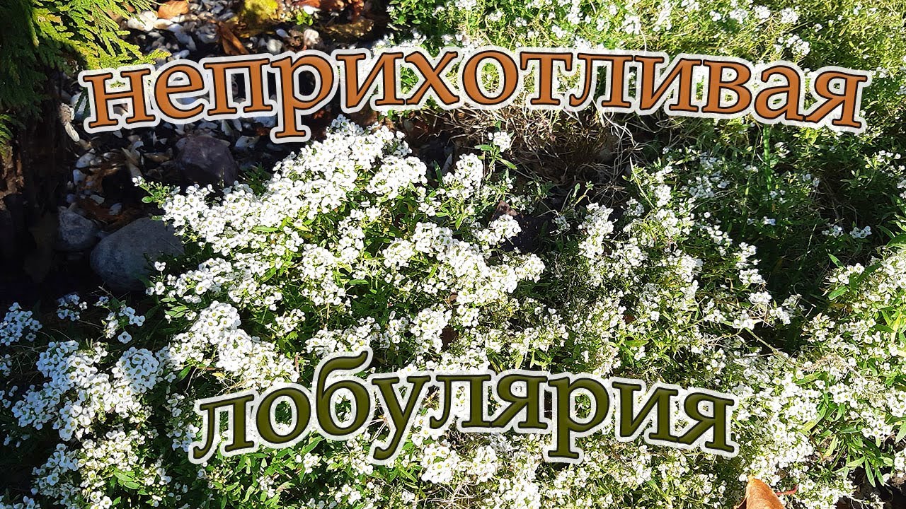 Ароматный 
