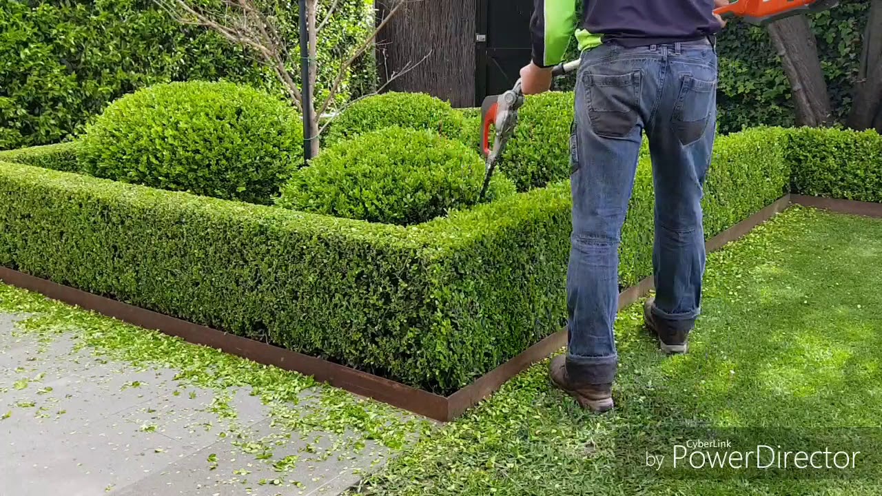 Buxus hedgetrim, boxwood, topiary, hedge, cloud