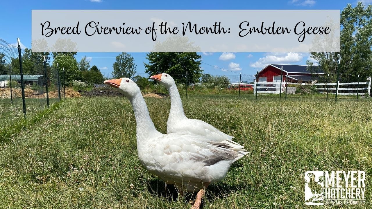 Flashback Video - Breed Overview of the Month:  Embden Geese