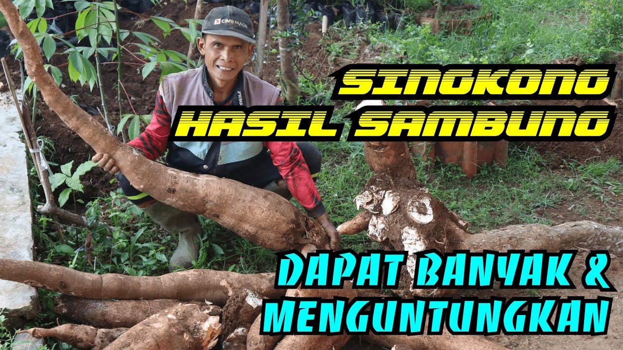 Panen Singkong Hasil Sambung Lebih Banyak dan Menguntungkan