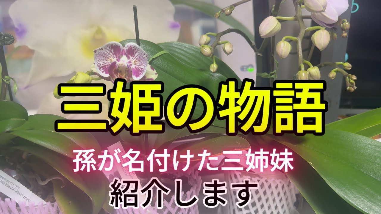 三姫の紹介と花の部分の構成、圧巻の花乙女２７蕾の衝撃！