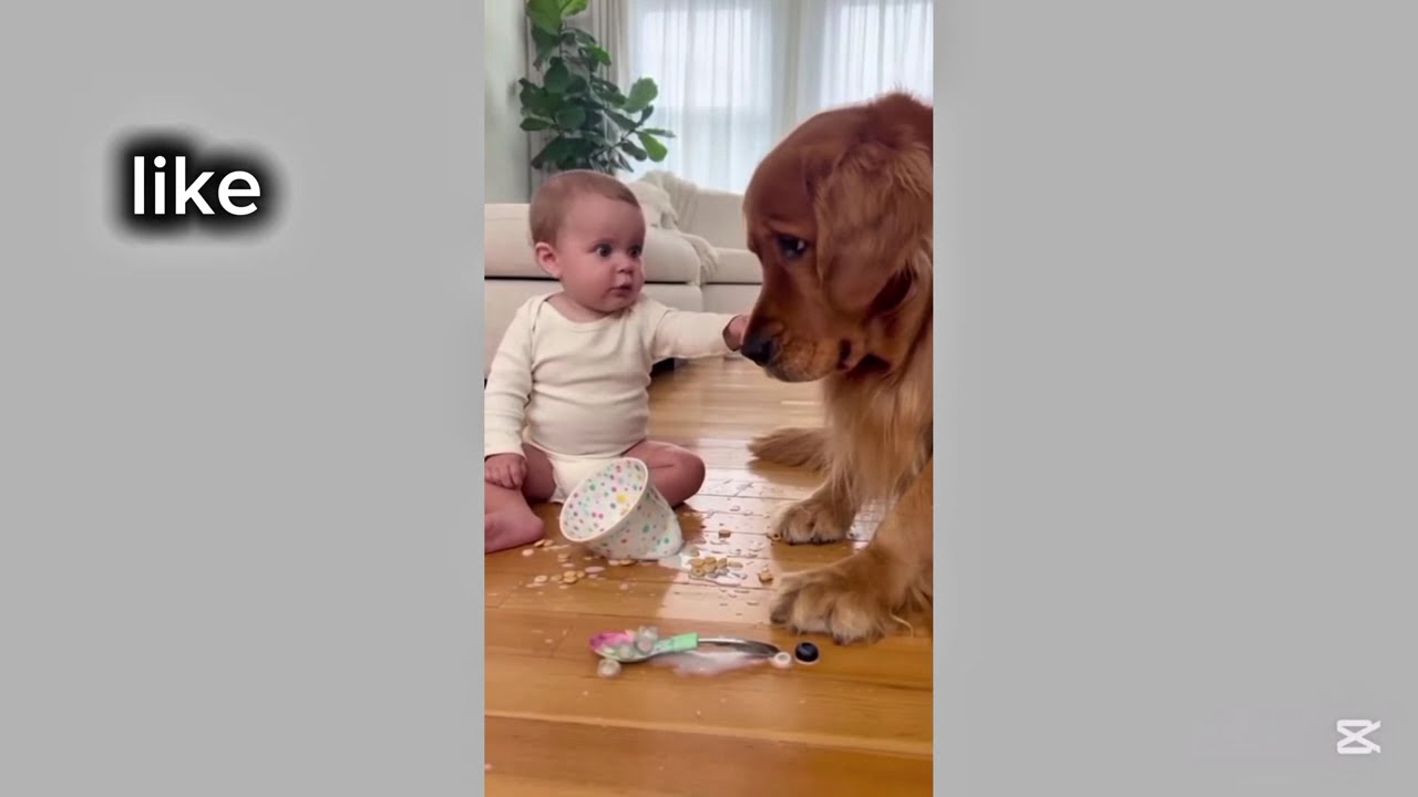 Dogs vs Danger: Funny Baby-Saving Moments 🐕😂👶 That Will Melt Your Heart Every Single Time Ever Again