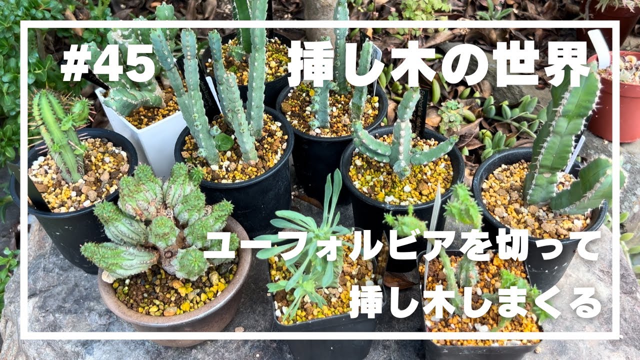 【ユーフォルビア】#45 _挿し木の世界／ユーフォルビアをひたすら切って植える