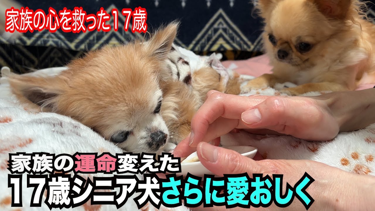 【アラフィフ夫婦の心を救ってくれた最愛の娘　１７歳シニア犬の奇跡】