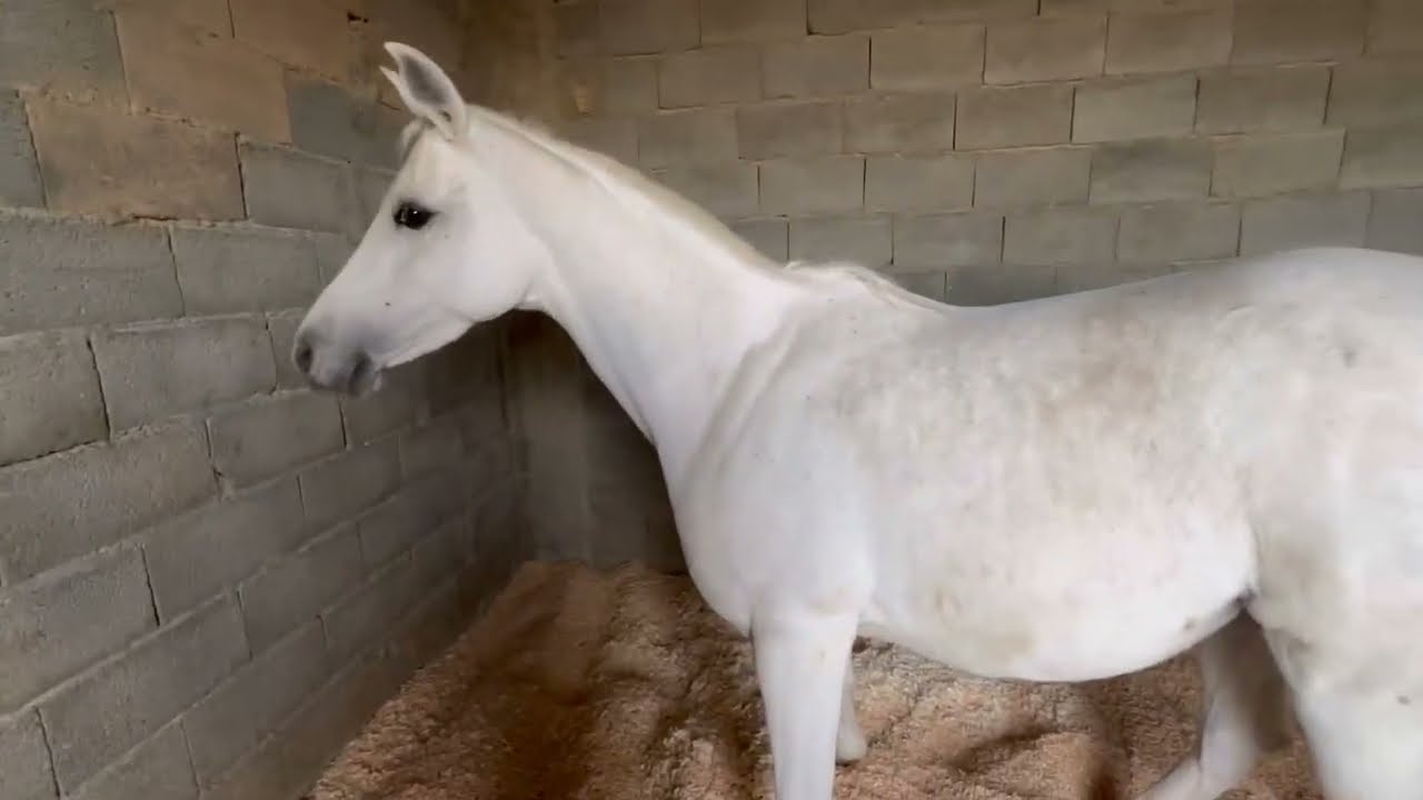 فلوق🌟|	مهر هدية وتجهيز الغرف لاستقبال الولادة 🐎