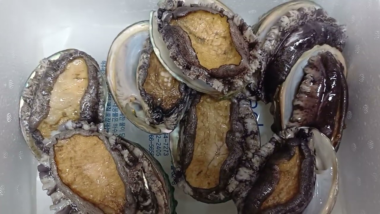 완도전복의 싱싱함