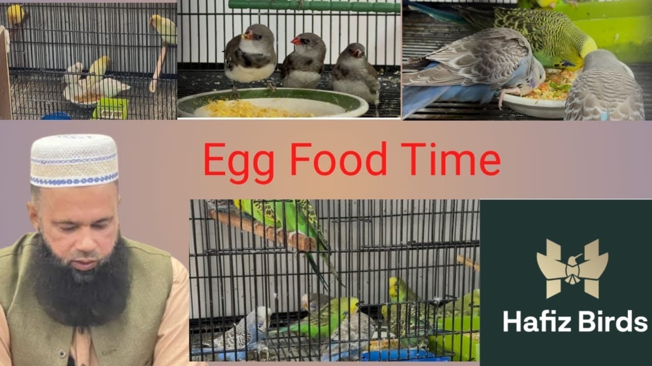 Egg food time | HAFIZ BIRDS 
