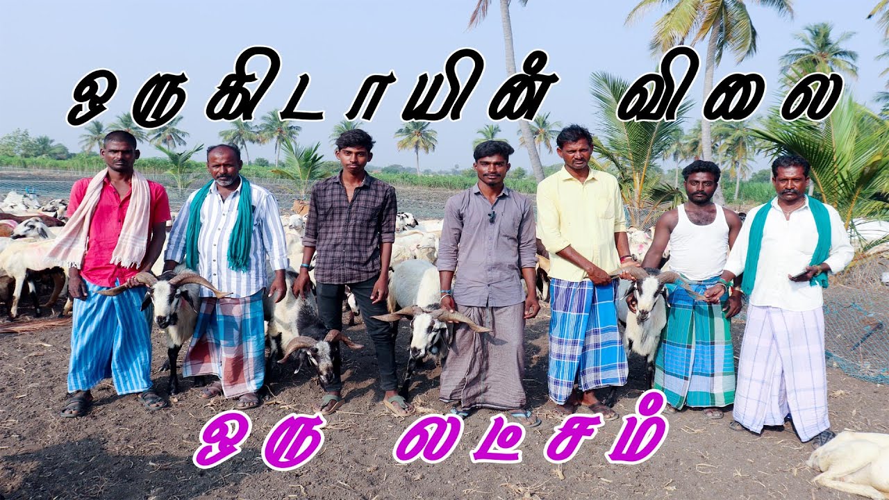 #ஆடுவளர்ப்பு#GoatFarmingTamil#AaduValarppu#TamilVivasayam#VillageBusiness#GoatFarming#SheepFarming